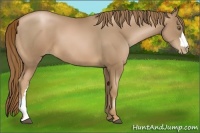 Horse Color:Liver Chestnut Pearl