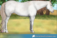 Horse Color:Grullo Roan Pearl Splash Rabicano