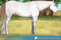 Horse Color:Grullo Roan Pearl Splash Rabicano 