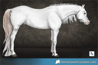 Horse Color:Red Dun Roan Splash Frame Varnish Rabicano 