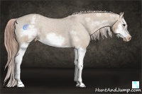 Horse Color:Red Dun Roan Splash Frame Appaloosa Rabicano 