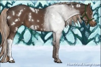 Horse Color:White Spotted Liver Chestnut 