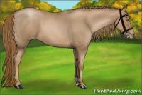 Horse Color:Liver Chestnut Pearl 