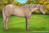 Horse Color:Liver Chestnut Pearl