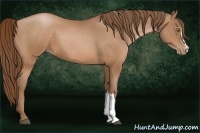 Horse Color:Bay Pearl 