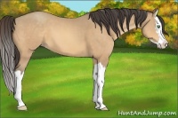 Horse Color:Amber Cream Champagne Splash 