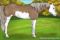 Horse Color:Chocolate Palomino Splash 