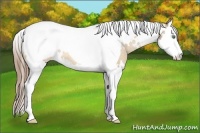Horse Color:White Spotted Amber Cream Champagne Splash Tobiano Appaloosa Rabicano 