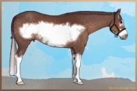 Horse Color:Chocolate Brown Sabino Splash Frame