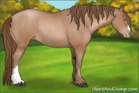Horse Color:Bay Pearl Rabicano