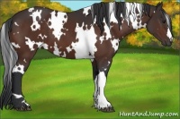 Horse Color:White Spotted Bay 
