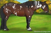 Horse Color:White Spotted Bay 