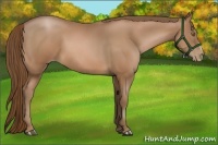 Horse Color:Bay Pearl