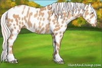 Horse Color:Silver Amber Champagne Appaloosa 