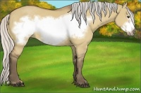 Horse Color:Silver Buckskin Dun Frame