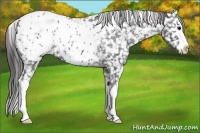 Horse Color:Blue Roan Splash Appaloosa 