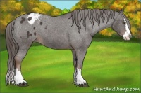 Horse Color:Liver Chestnut Sabino Splash Appaloosa 