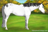 Horse Color:Blue Roan Splash Snowflake Varnish 