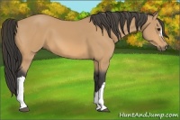 Horse Color:Buckskin 