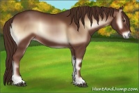 Horse Color:Red Onyx 