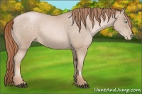 Horse Color:Buckskin Pearl 