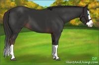 Horse Color:Liver Chestnut Splash 
