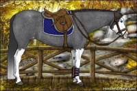 Horse Color:Blue Roan Splash Varnish 
