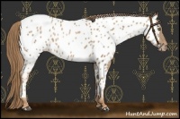 Horse Color:Liver Chestnut Pearl Appaloosa