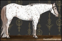 Horse Color:Chestnut Appaloosa 