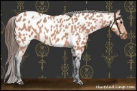 Horse Color:Bay Roan Near Leopard 