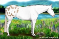 Horse Color:Liver Chestnut Pearl Appaloosa 