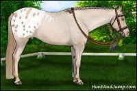 Horse Color:Liver Chestnut Pearl Appaloosa