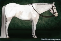 Horse Color:Brown Dun Appaloosa 