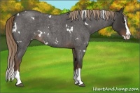 Horse Color:White Spotted Liver Red Roan Splash 