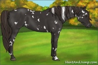 Horse Color:White Spotted Liver Chestnut 