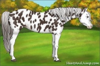 Horse Color:Liver Chestnut Splash Near Leopard 