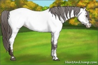 Horse Color:White Spotted Liver Chestnut Frame Appaloosa 