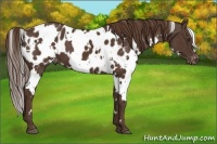 Horse Color:White Spotted Liver Chestnut Appaloosa 