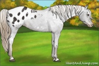 Horse Color:White Spotted Liver Chestnut Appaloosa 