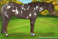 Horse Color:White Spotted Liver Red Roan 