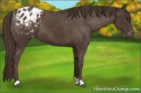Horse Color:Liver Chestnut Appaloosa
