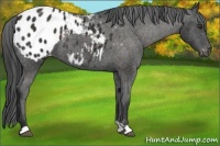 Horse Color:Liver Chestnut Appaloosa