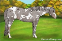 Horse Color:White Spotted Liver Chestnut Sabino Varnish 