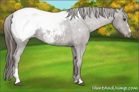 Horse Color:Liver Chestnut Sabino Snowcap 