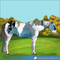 Horse Color:ERROR: UNKNOWN ANOMALY and White Spotted Black 