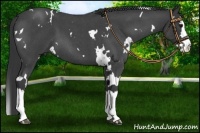 Horse Color:White Spotted Blue Roan Splash