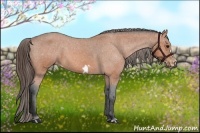 Horse Color:Bay Frame Appaloosa