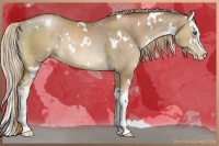 Horse Color:White Spotted Liver Chestnut Pearl Splash Rabicano 