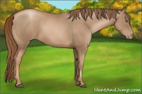 Horse Color:Liver Chestnut Pearl 