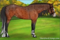 Horse Color:Brown Appaloosa  and Brown Splash Appaloosa 